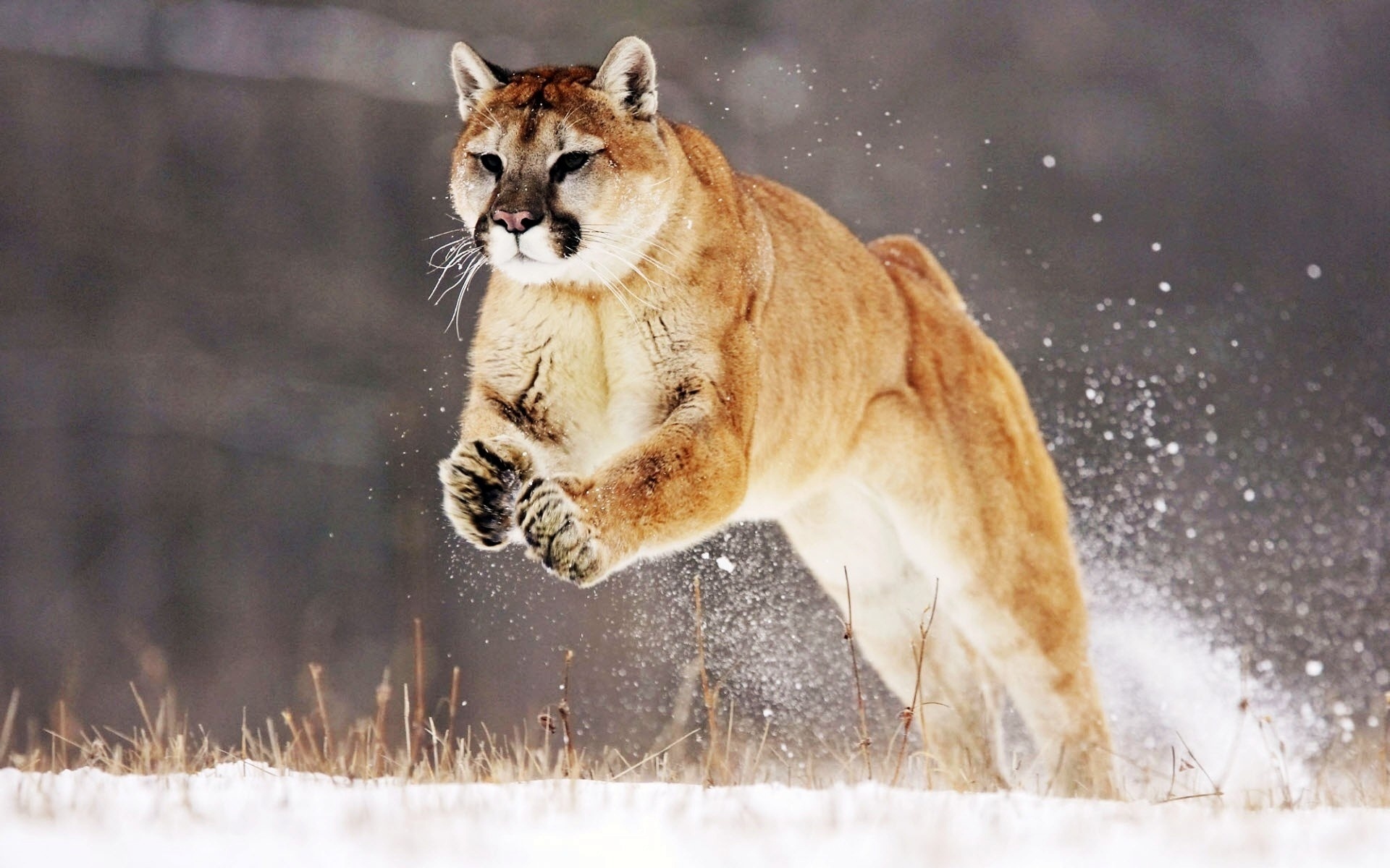 Puma Jump Snow Winter