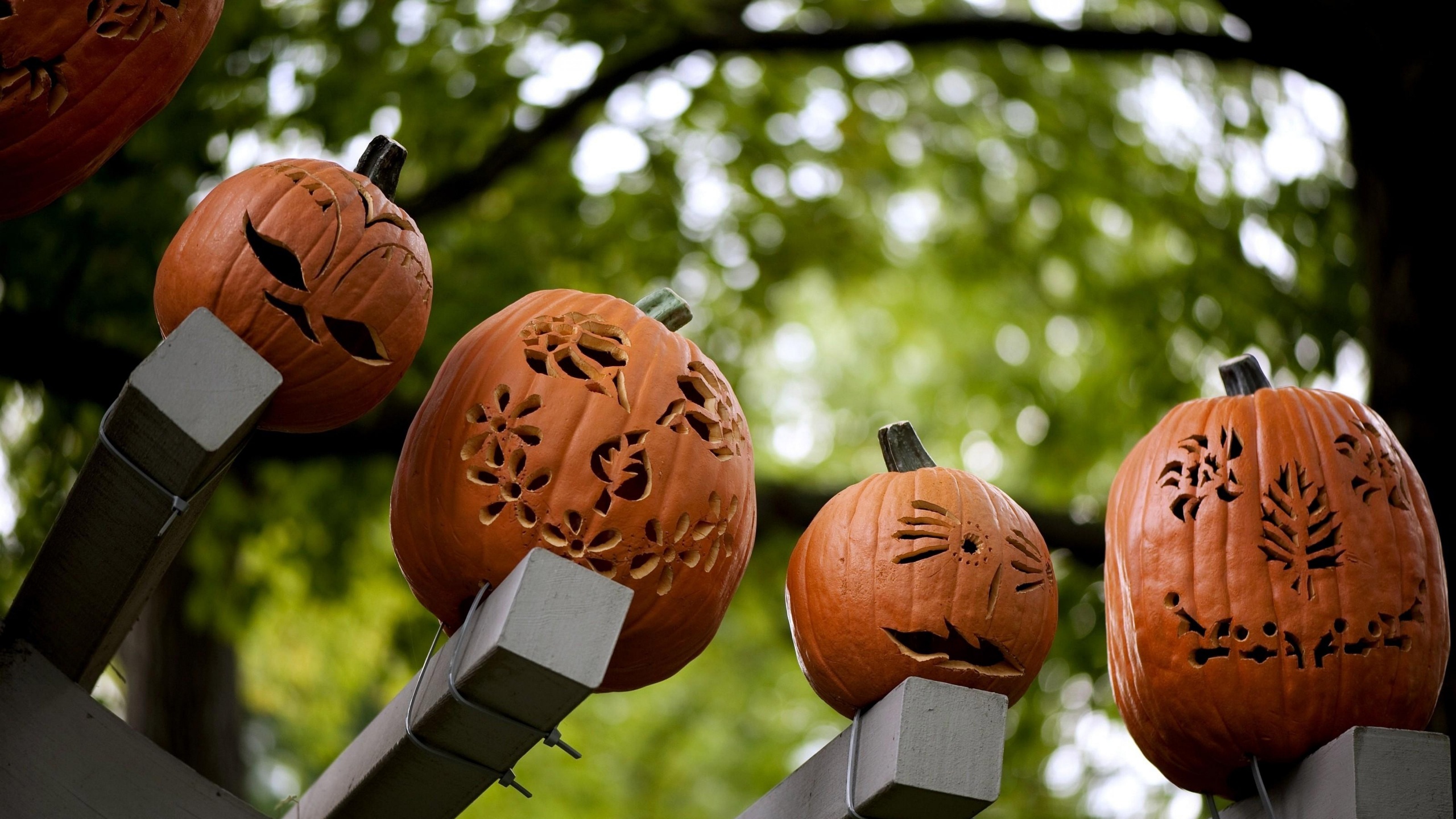 Pumpkins Carving Halloween