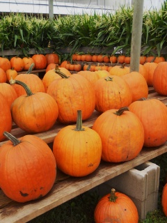Pumpkins Ready For Halloween