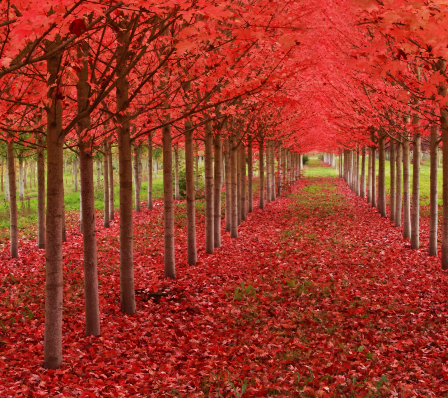Red Autumn Trees