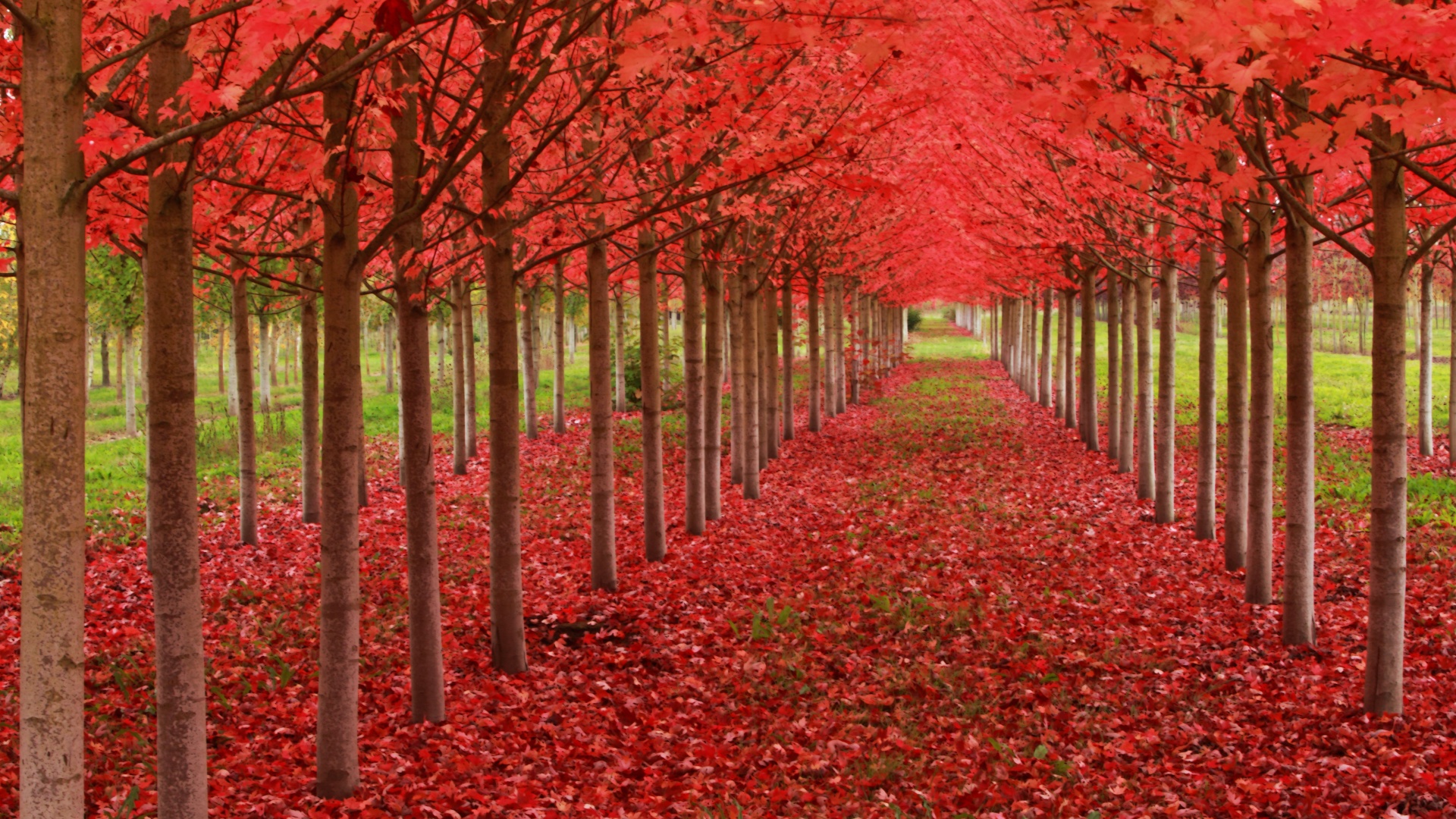 Red Autumn Trees