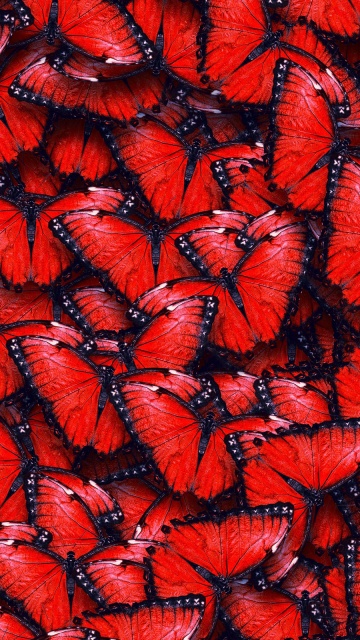 Red Butterfly Pattern