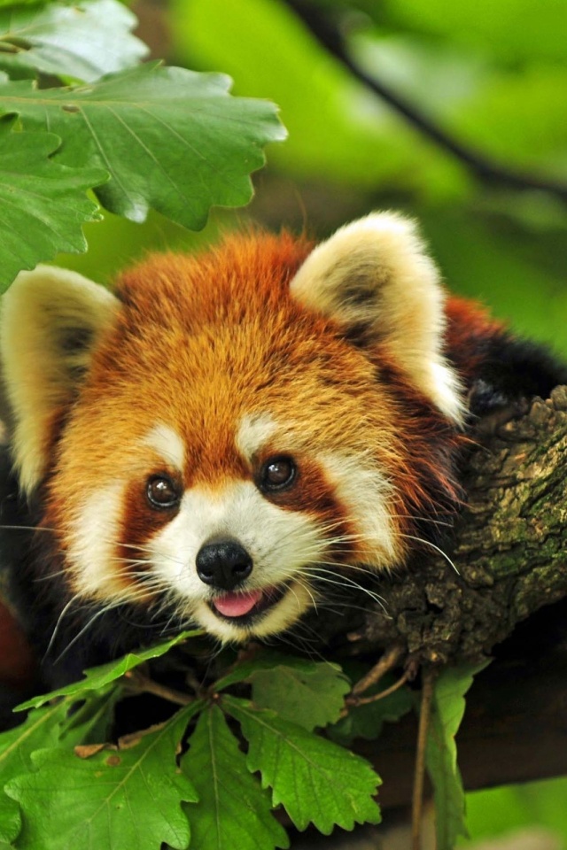 Red Panda Animal