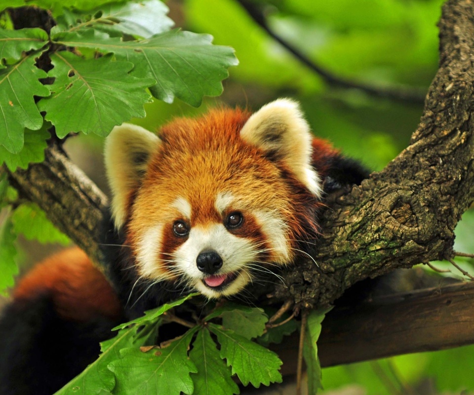 Red Panda Animal