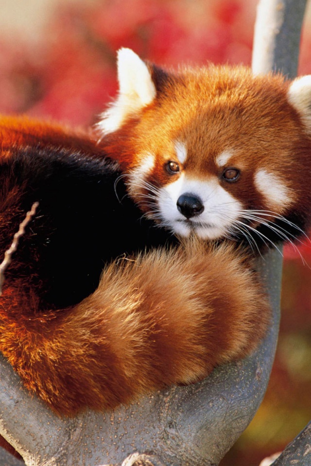 Red Panda Fluffy Animal Cute