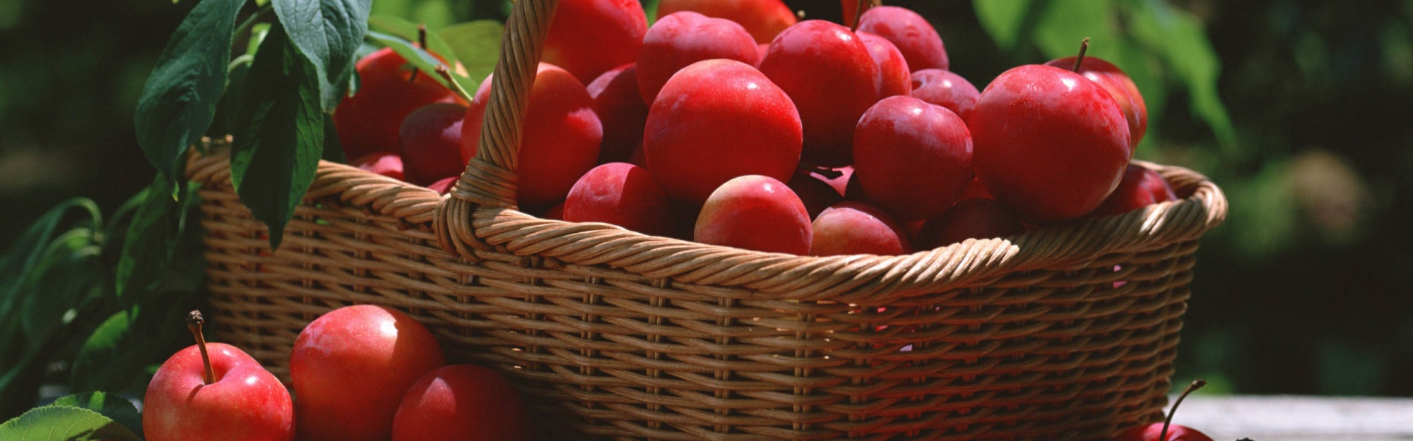 Red Plums In A Basket