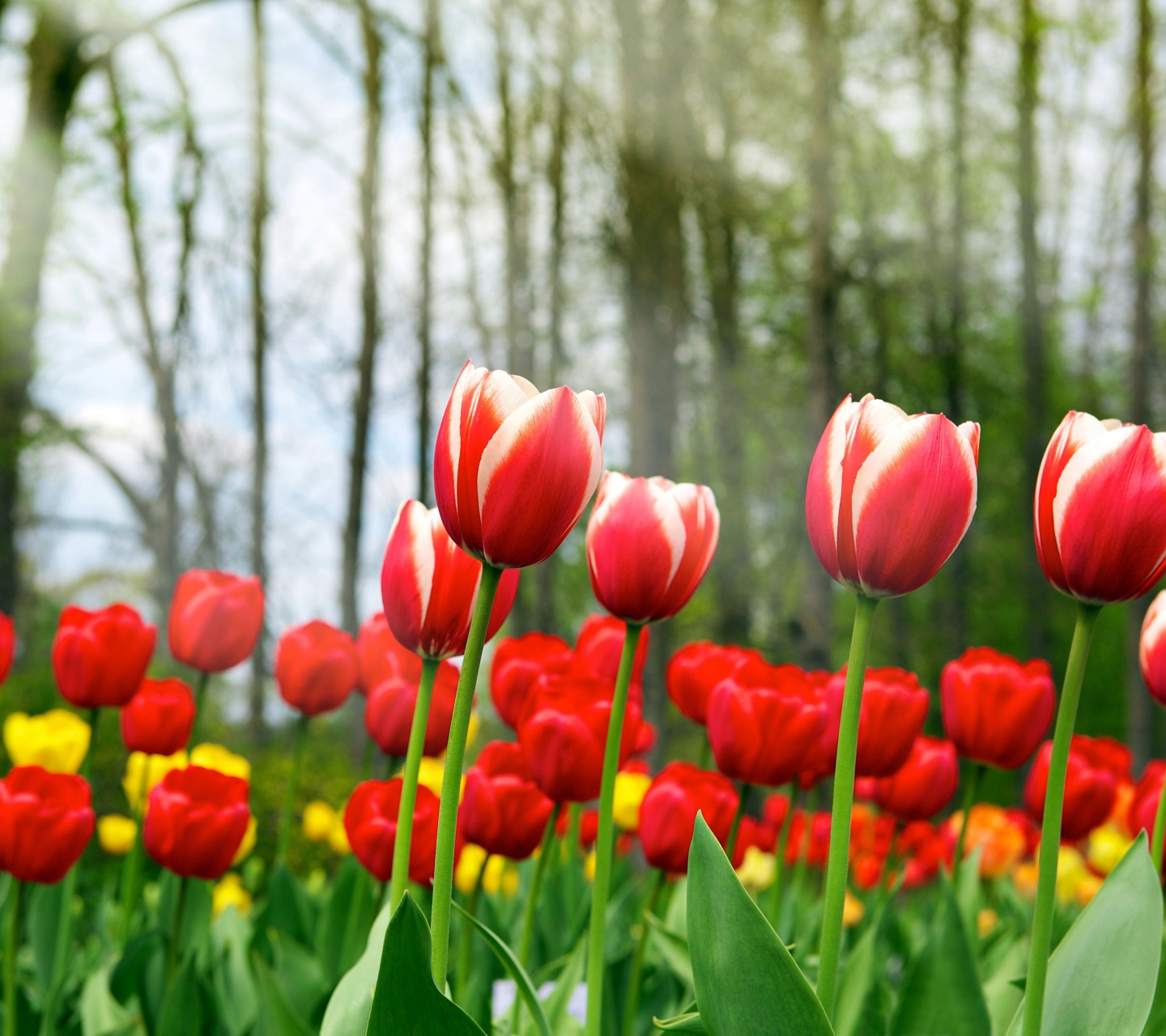 Red Tulips In Spring