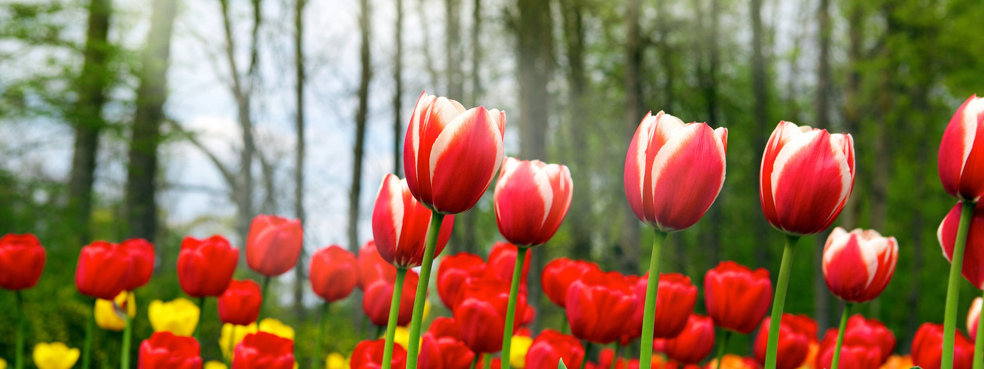 Red Tulips In Spring