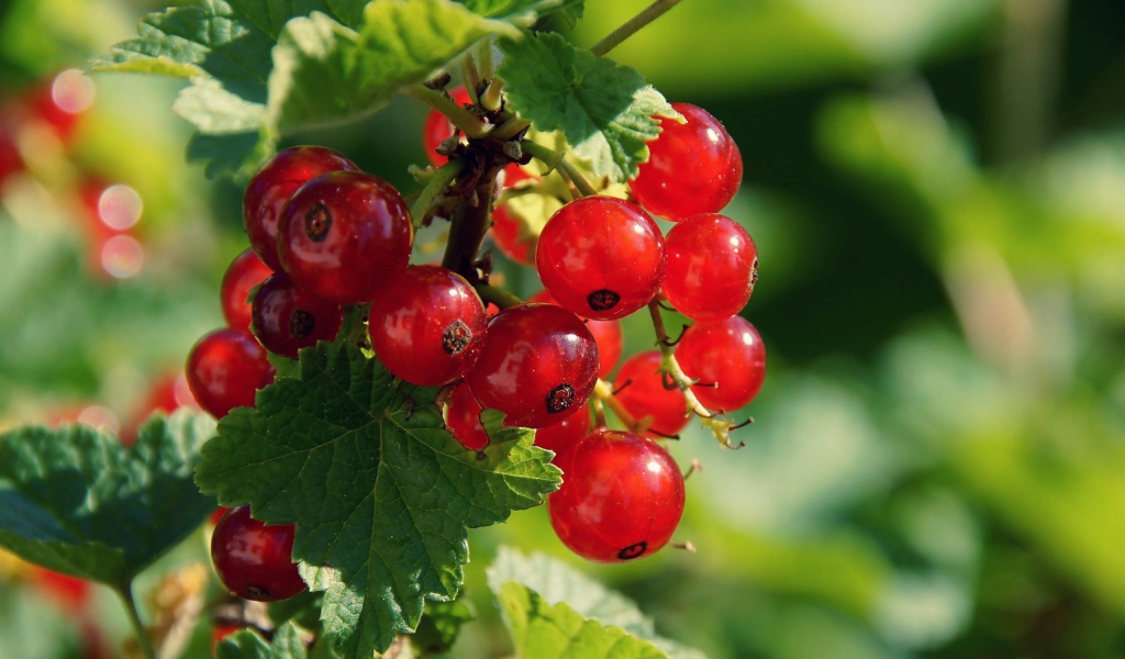 Redcurrant Berries