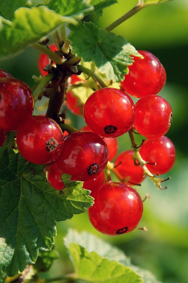 Redcurrant Berries
