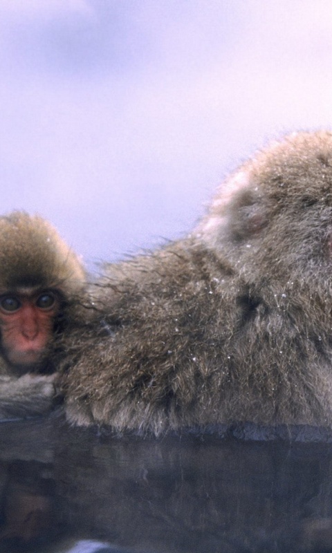Relaxing Hot Springs Japanese Snow Monkey