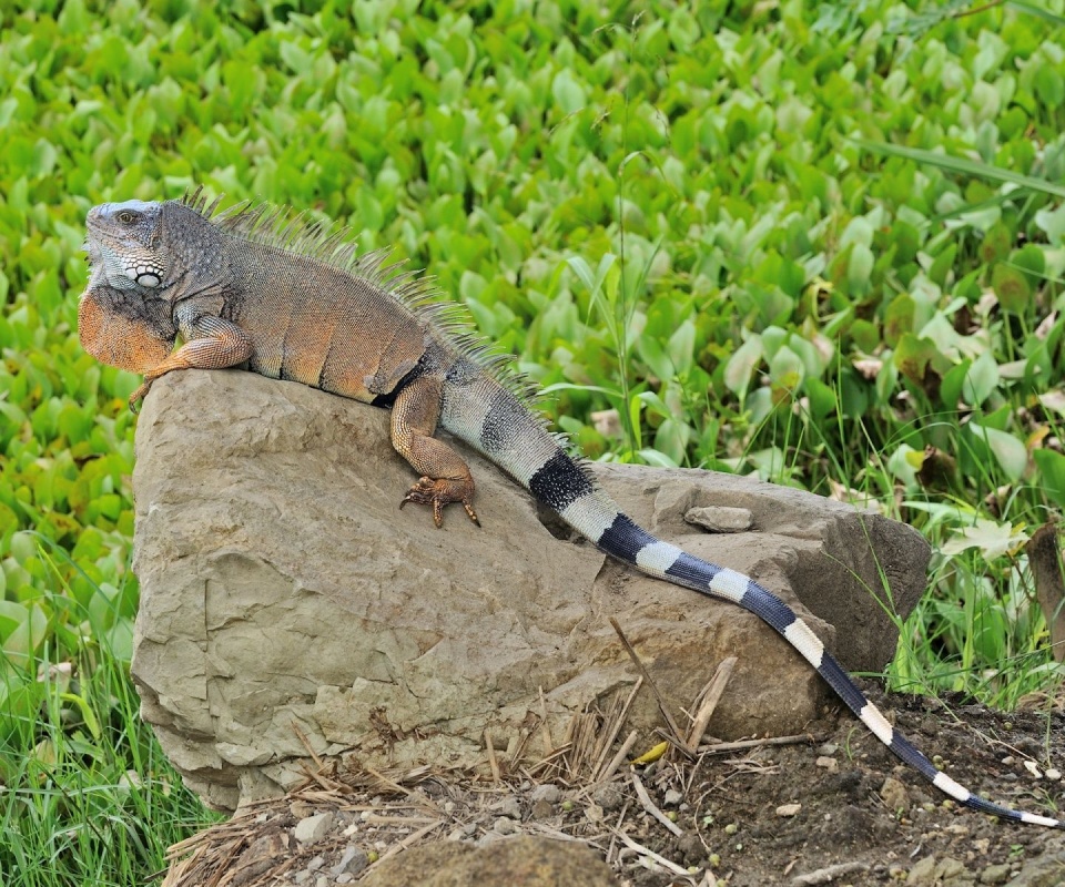 Reptile Lizard Tail Iguana Stone
