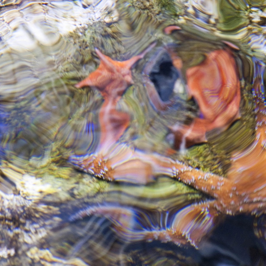 Sea Star Starfish Ripple