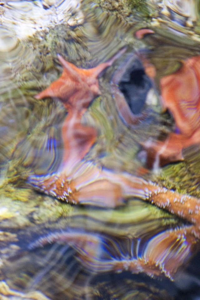 Sea Star Starfish Ripple