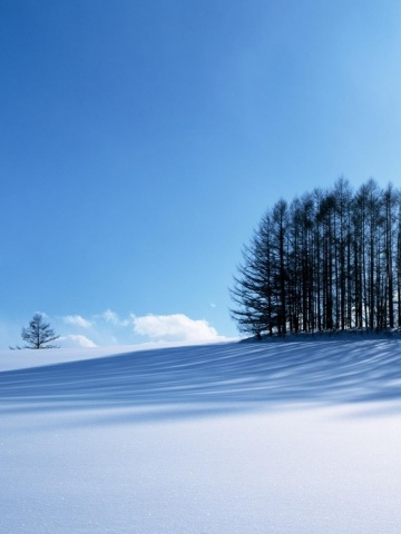 Small Forest In The Winter
