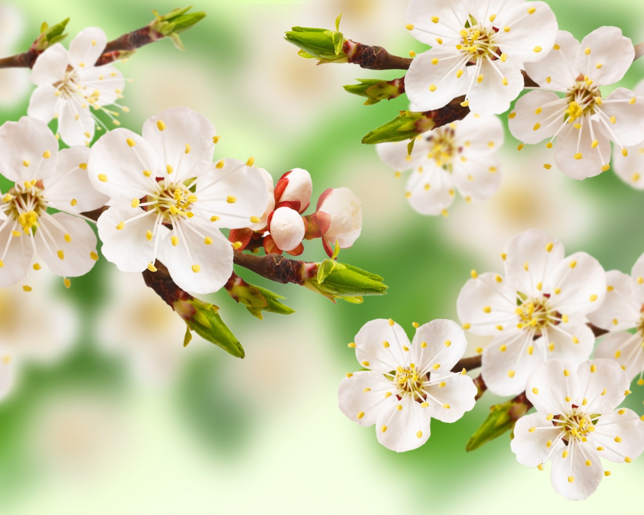 Spring Apple Blossom