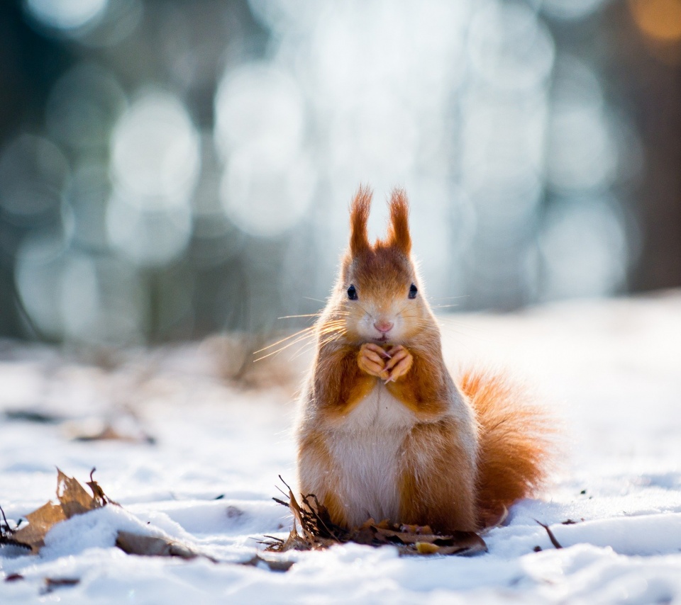 Squirrel And Winter