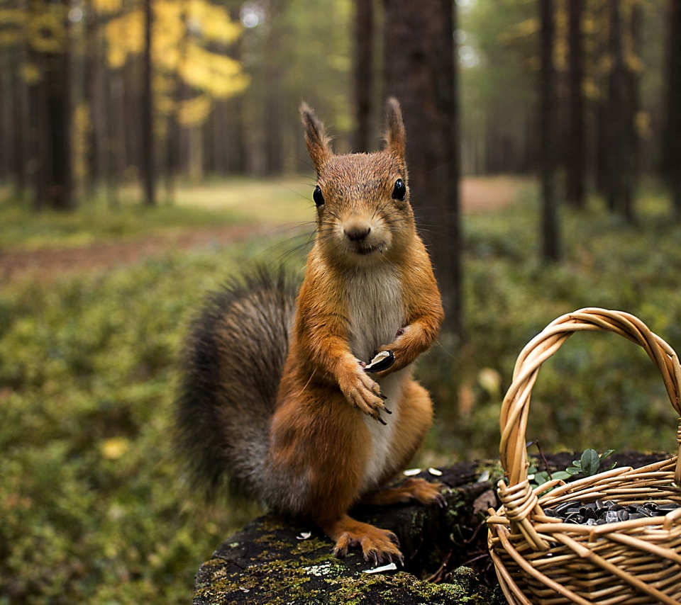 Squirrel Forest Basket Close Up