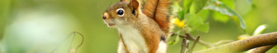 Squirrel Looking