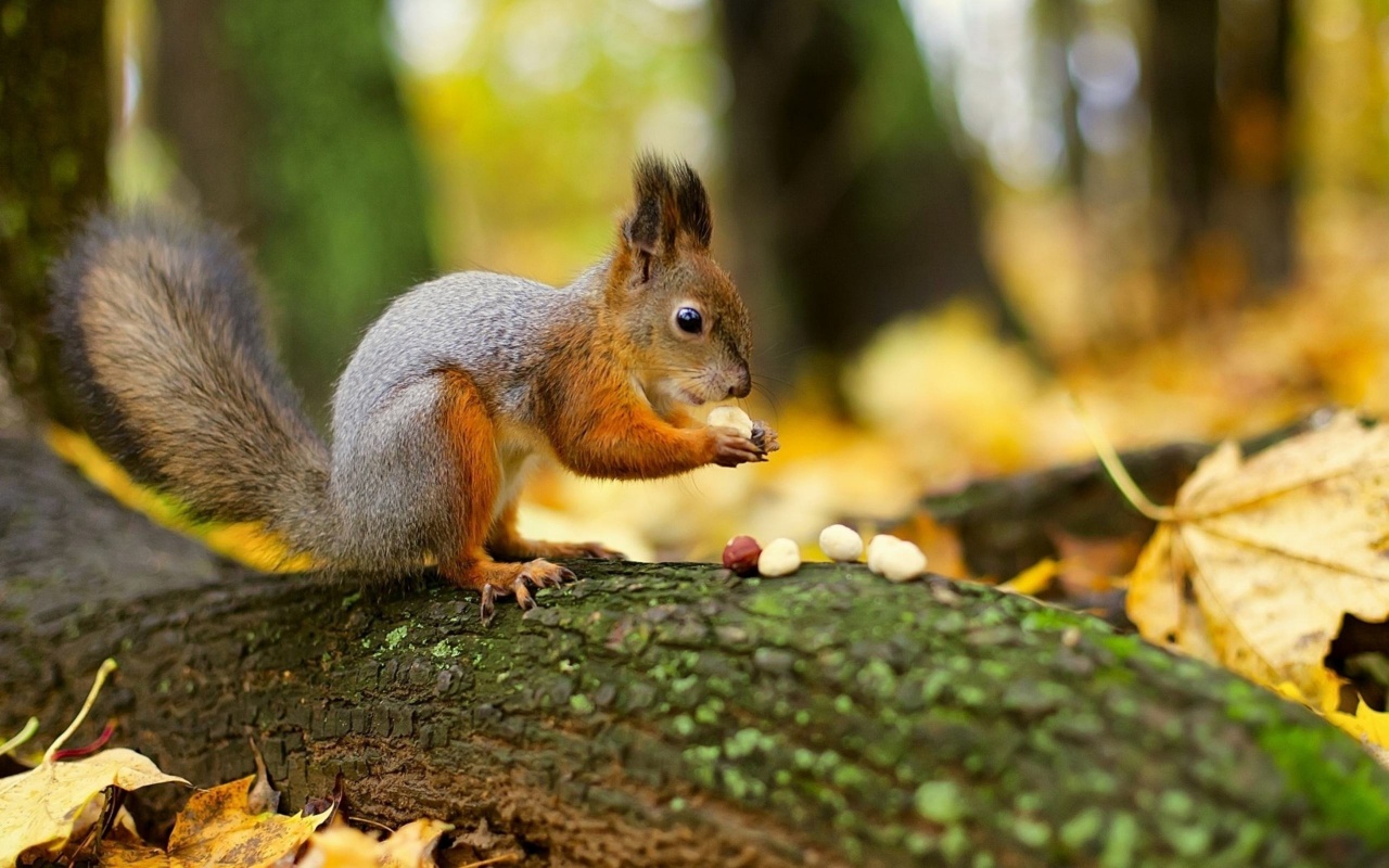 Squirrel Nuts Autumn