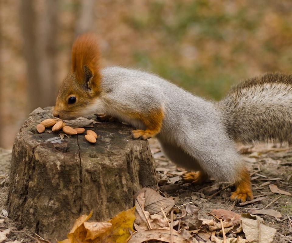 Squirrel Nuts Autumn Stump