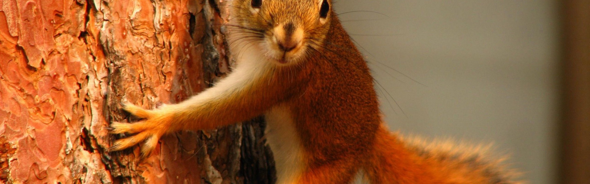 Squirrel On Tree