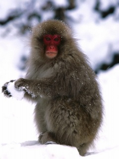 Starting A Snowball Fight Japanese Snow Monkey