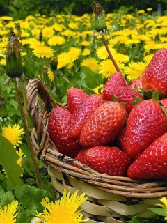 Strawberries In Basket And Dandelions