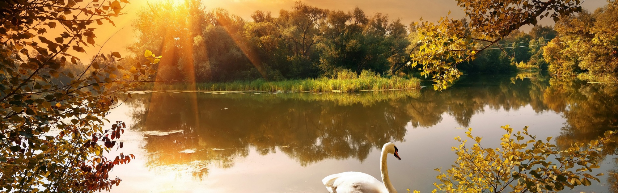Swan On The Lake In Autumn