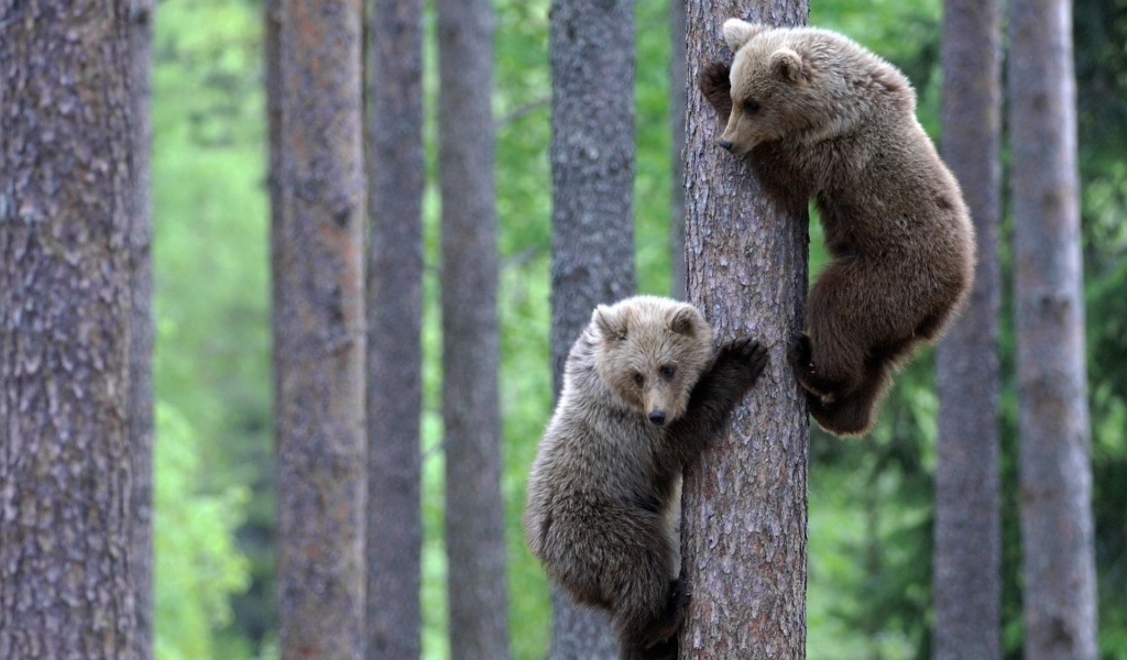 Teddy Bear Brothers