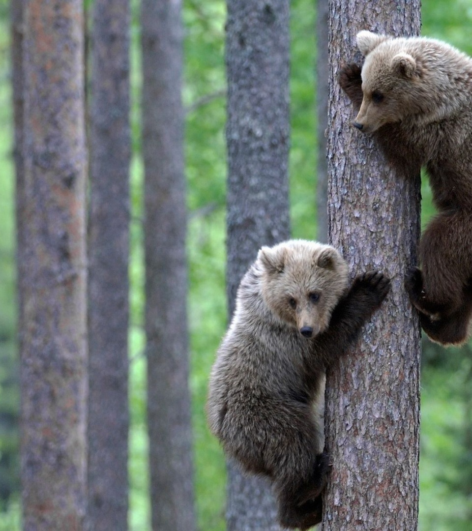 Teddy Bear Brothers