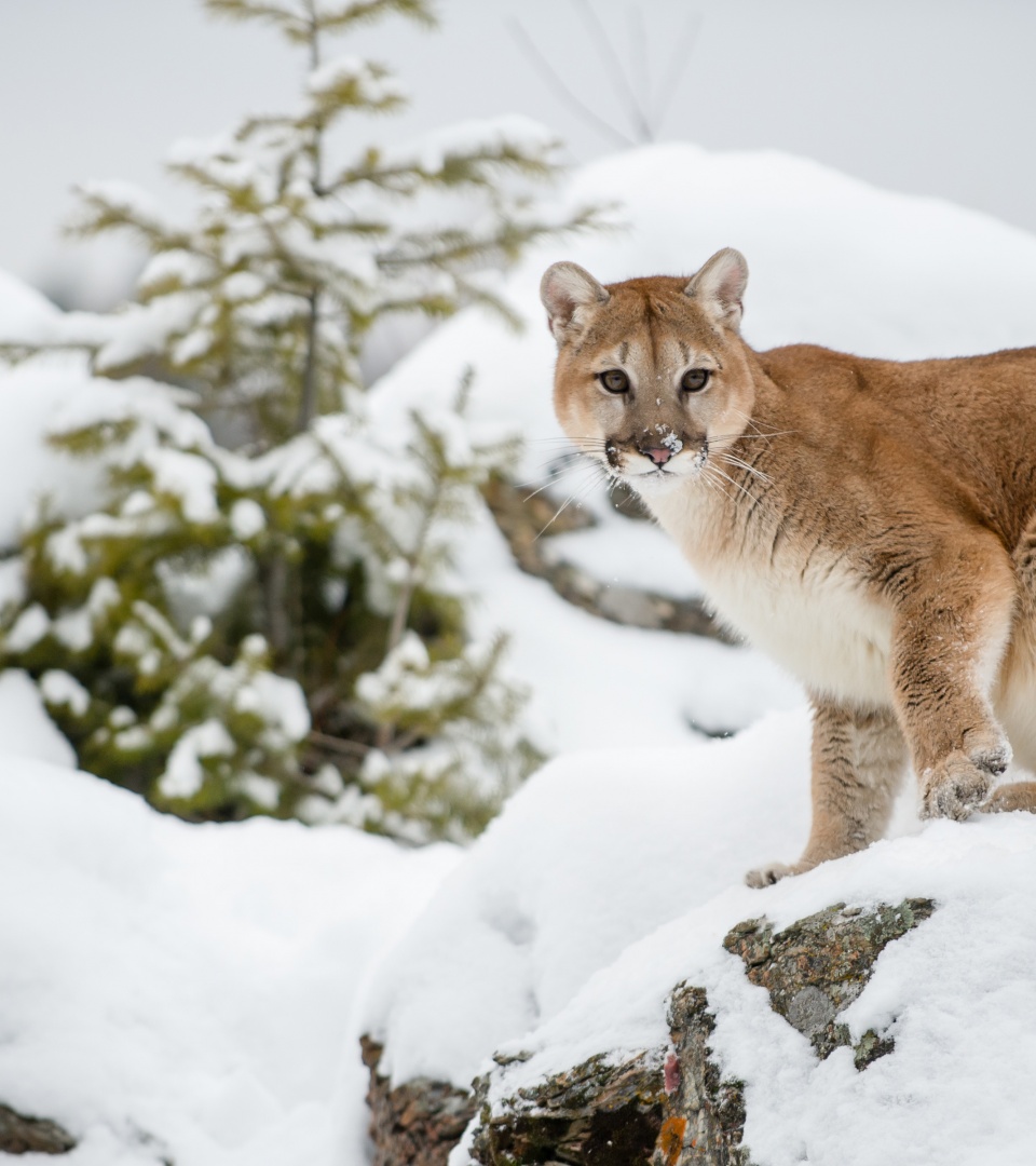The Cougar - Mountain Lion