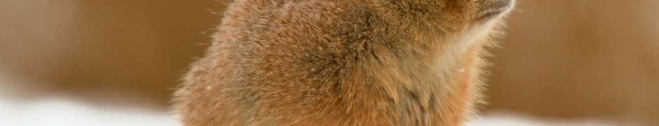 The Groundhog