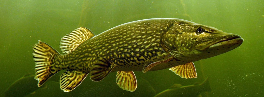The Northern Pike