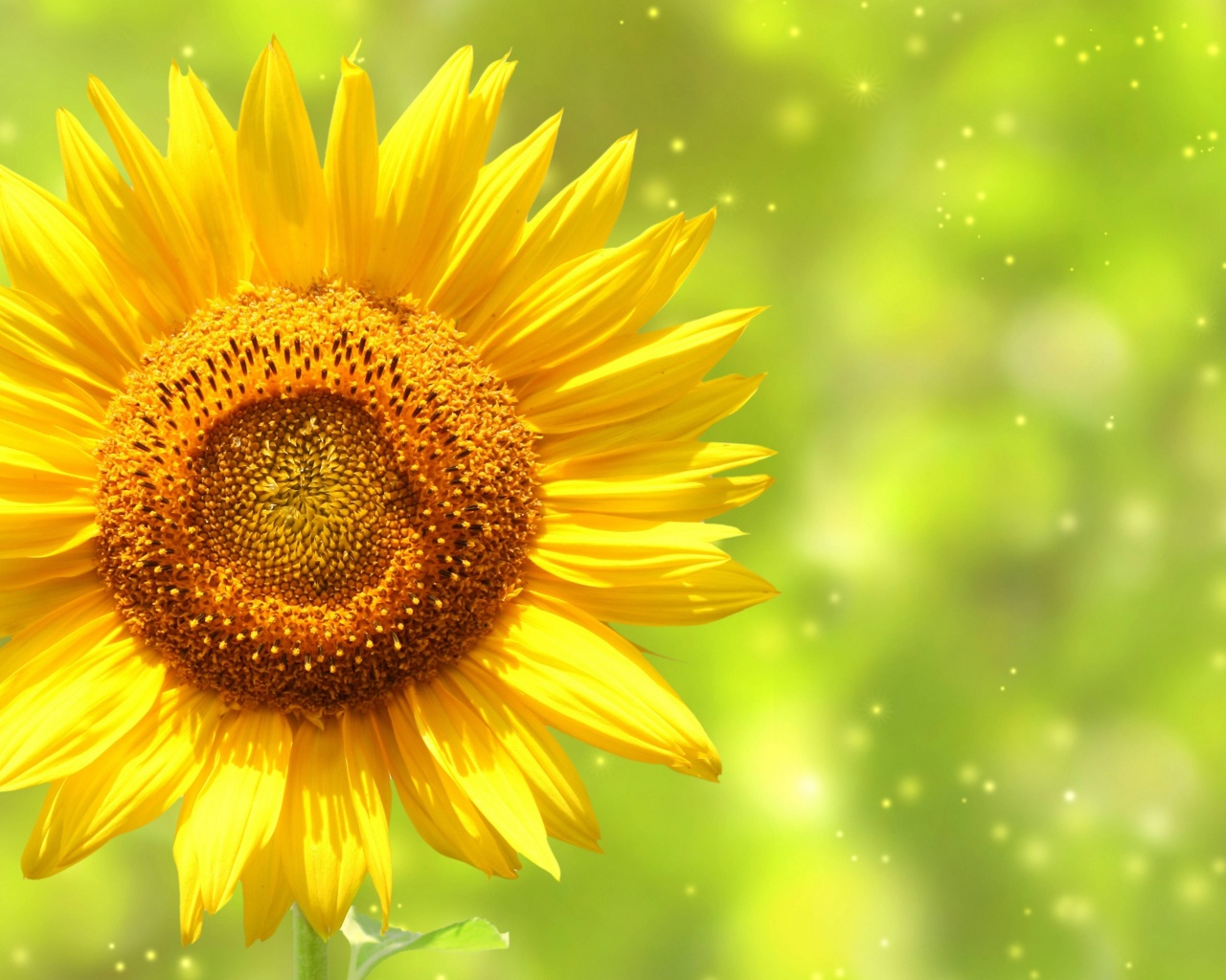 The Yellow Sunflower