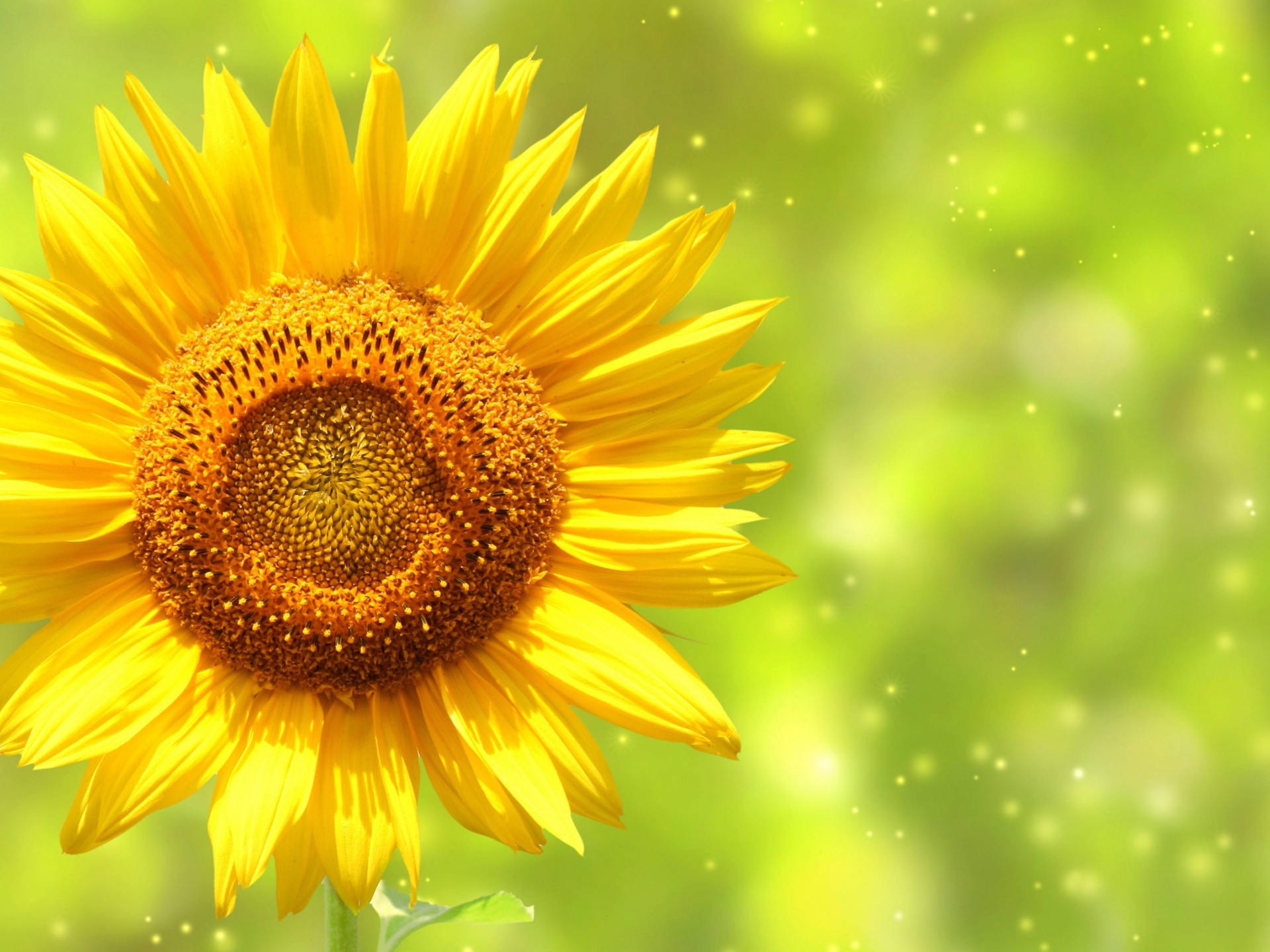 The Yellow Sunflower