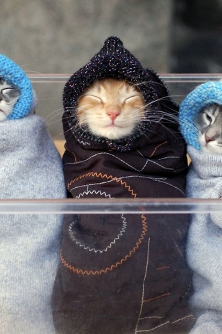 Three Kitten