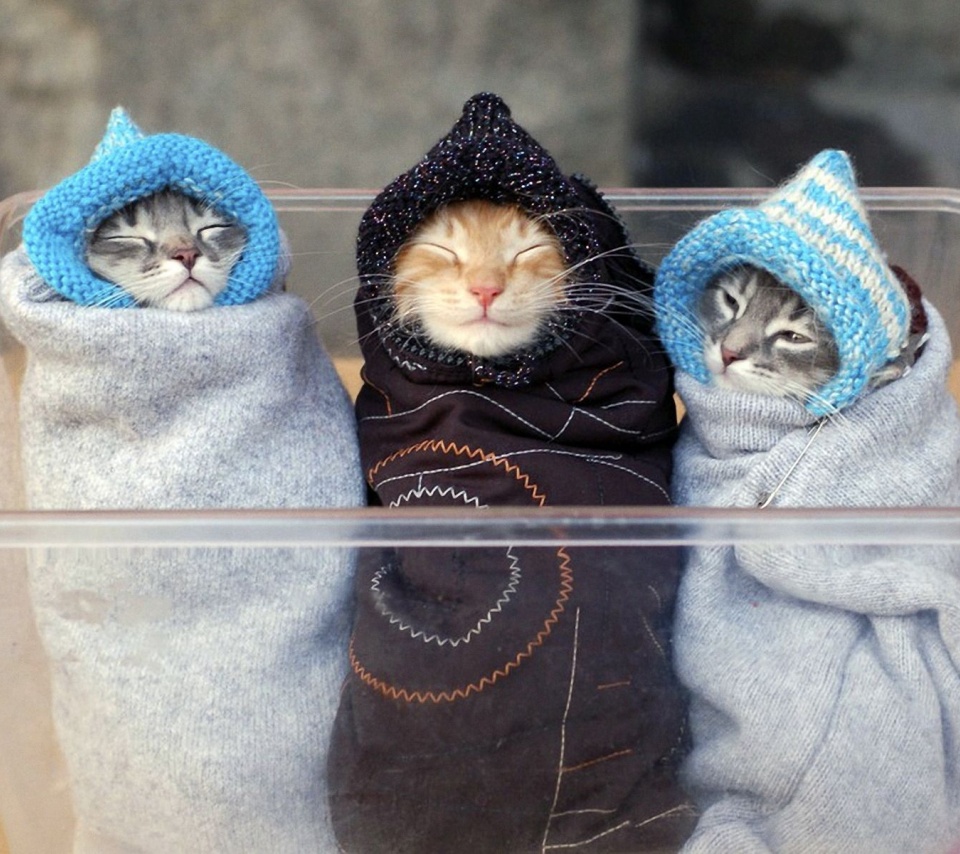 Three Kitten
