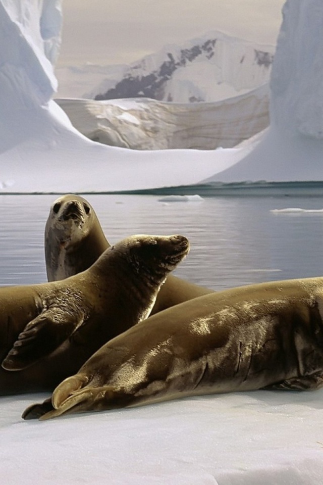 Three Seals