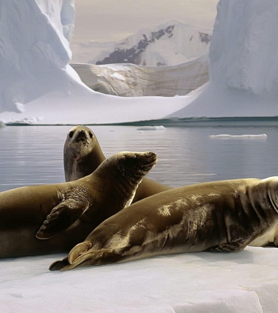 Three Seals