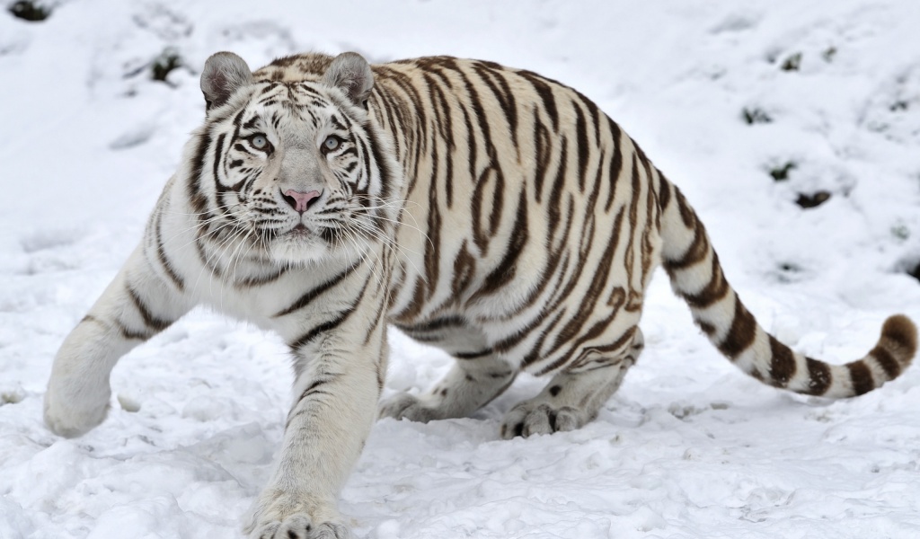 Tiger Albino Snow Winter