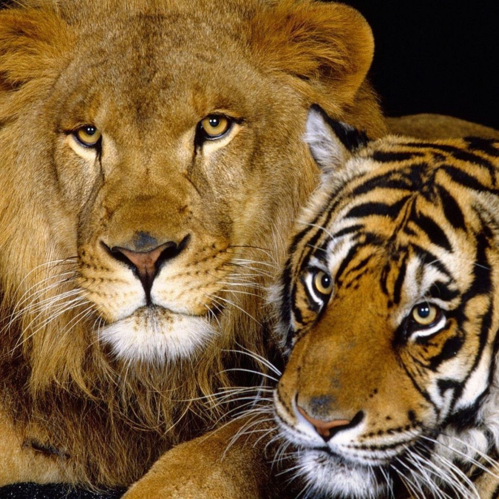 Tiger And Lion1