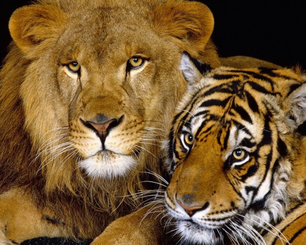 Tiger And Lion1