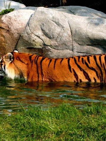 Tiger In Water