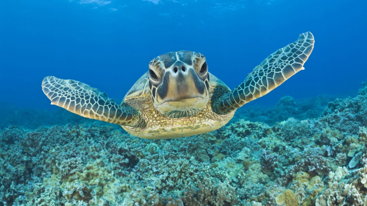 Tortoise Head Flippers Sea
