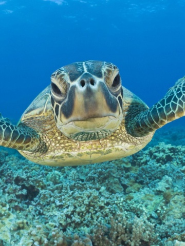 Tortoise Head Flippers Sea