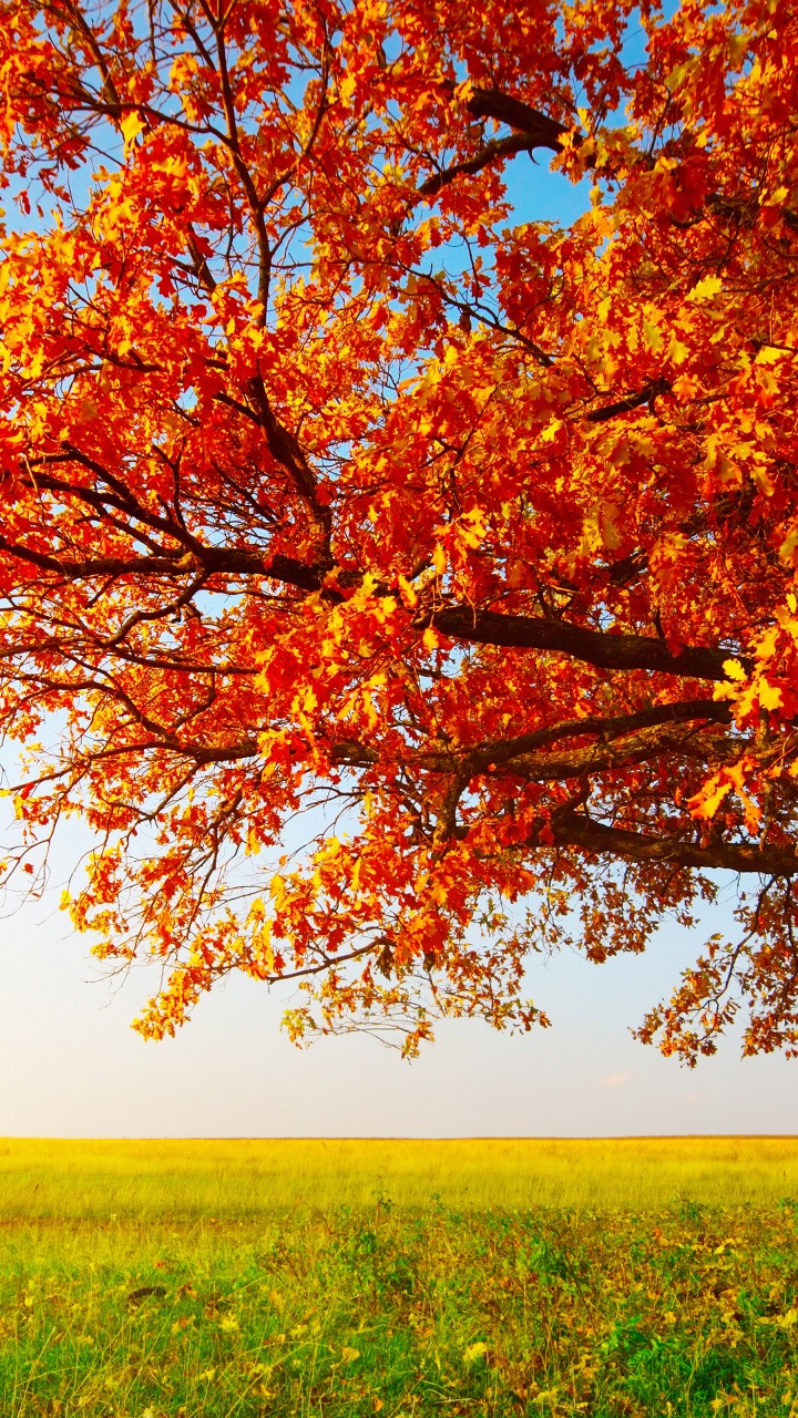 Tree With Leaves In Autumn Colors