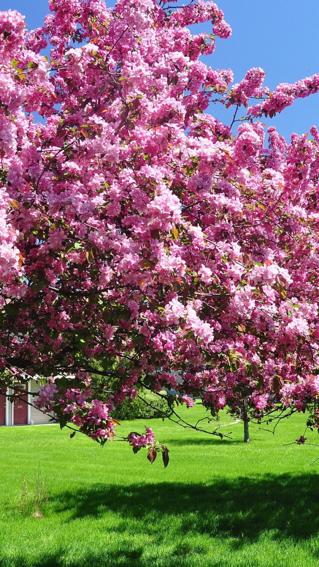 Trees In Blossom Pink Flowers