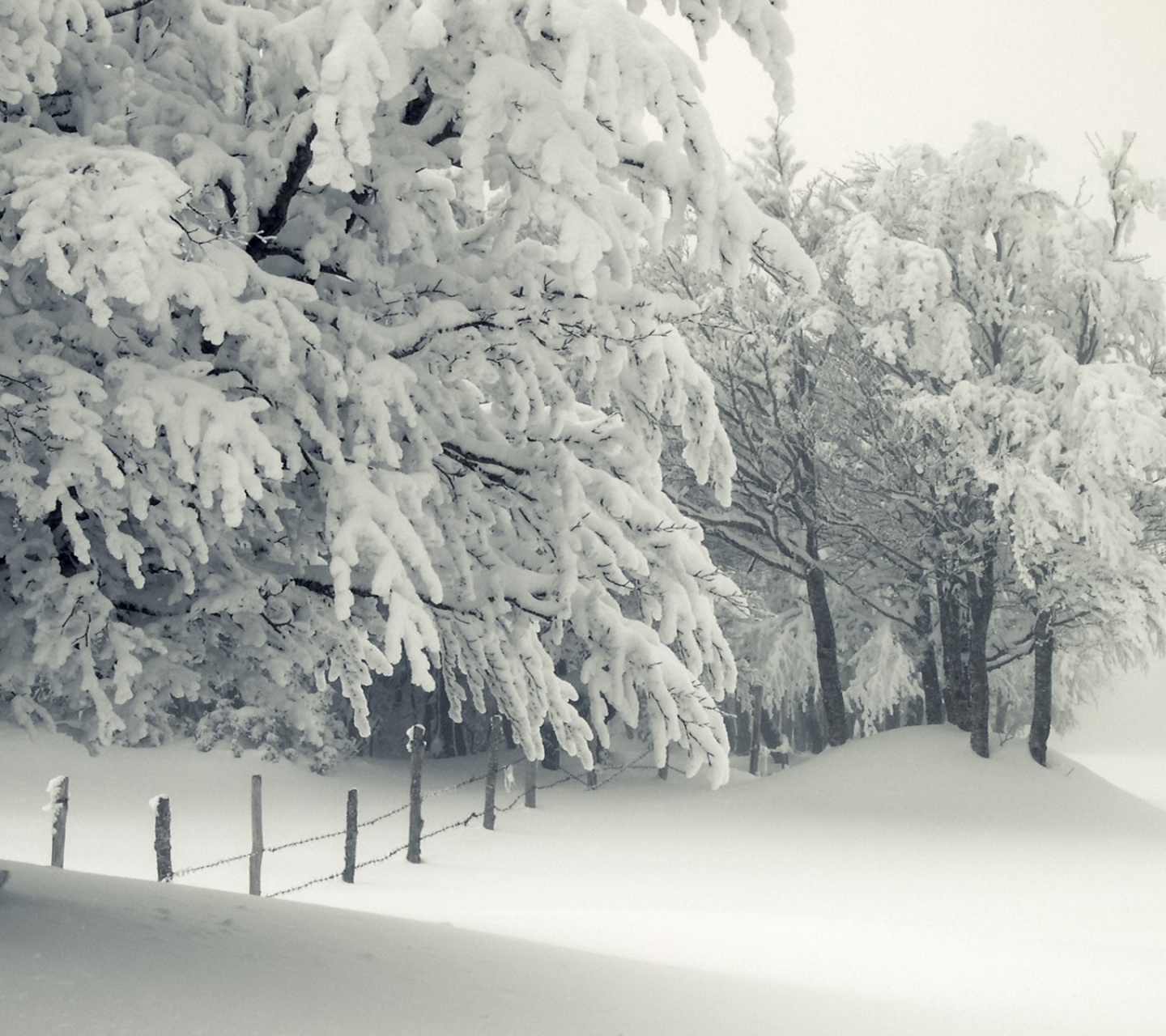 Trees Under The Snow