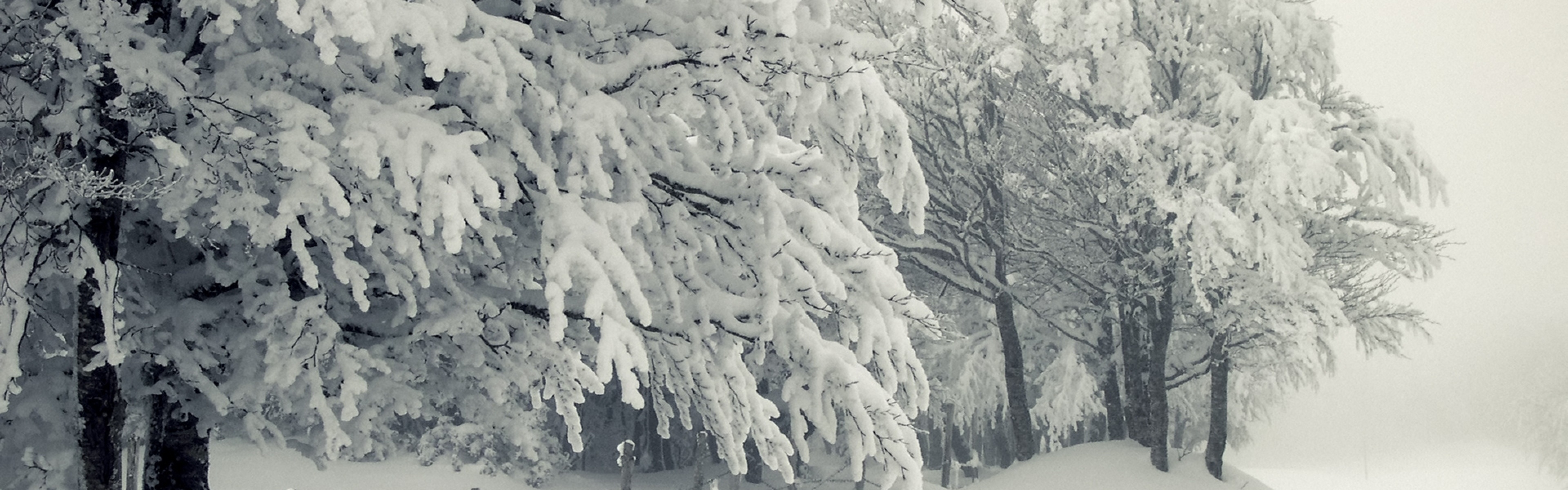 Trees Under The Snow